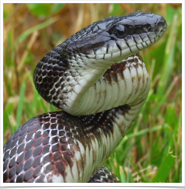 Black Rat Snake